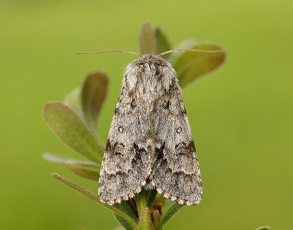 73.042 BF2286 Light Knot Grass Acronicta menyanthidis