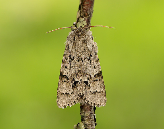 73.042 BF2286 Light Knot Grass Acronicta menyanthidis