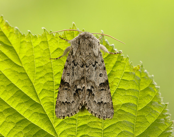 73.042 BF2286 Light Knot Grass Acronicta menyanthidis