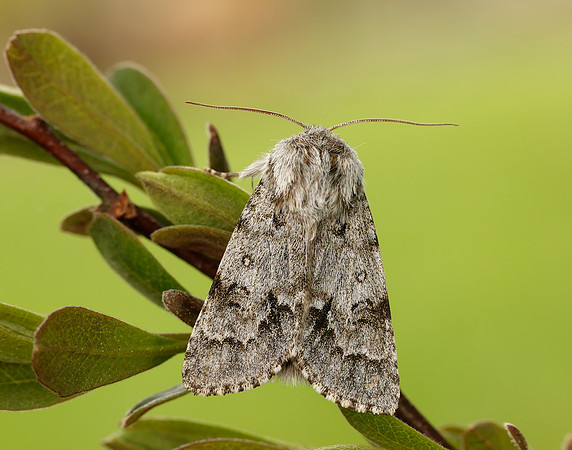 73.042 BF2286 Light Knot Grass Acronicta menyanthidis