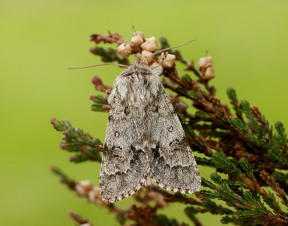 73.042 BF2286 Light Knot Grass Acronicta menyanthidis