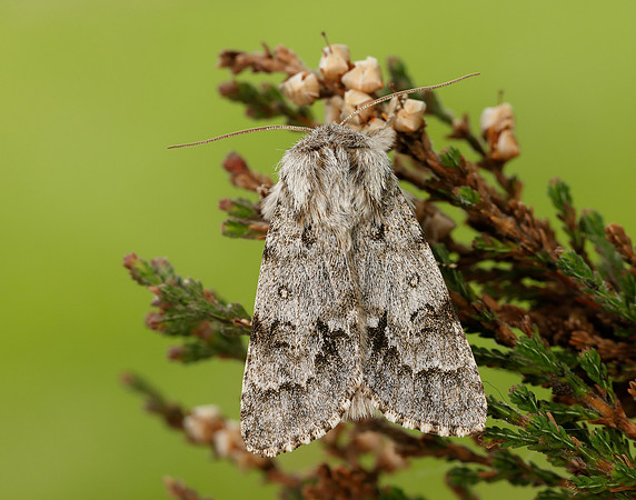 73.042 BF2286 Light Knot Grass Acronicta menyanthidis