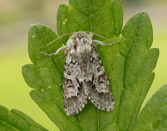 73.042 BF2286 Light Knot Grass Acronicta menyanthidis