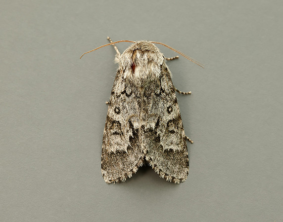 73.042 BF2286 Light Knot Grass Acronicta menyanthidis