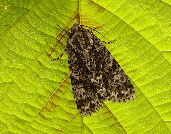 3.045 BF2289 Knot Grass Acronicta rumicis