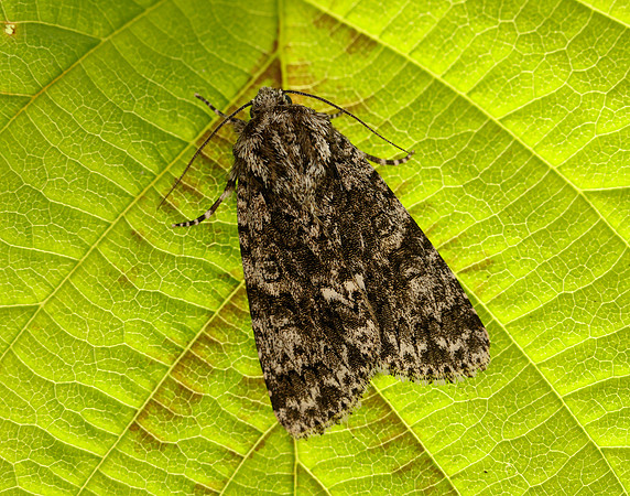 3.045 BF2289 Knot Grass Acronicta rumicis