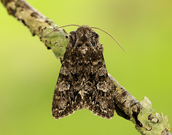 73.272 BF2162 Glaucous Shears Papestra biren