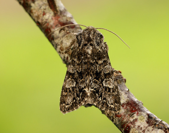 73.272 BF2162 Glaucous Shears Papestra biren