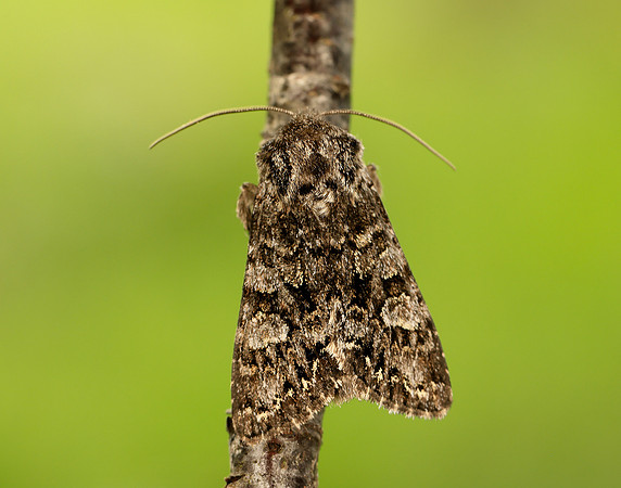 73.272 BF2162 Glaucous Shears Papestra biren