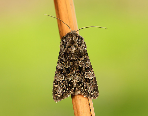 73.272 BF2162 Glaucous Shears Papestra biren