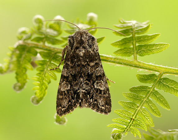 73.272 BF2162 Glaucous Shears Papestra biren