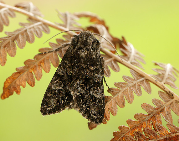 73.272 BF2162 Glaucous Shears Papestra biren