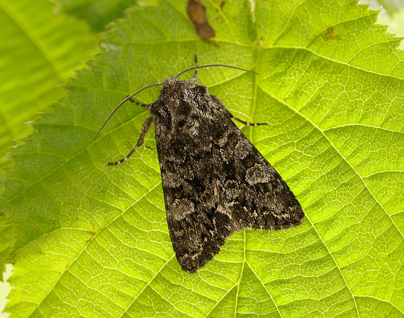 73.272 BF2162 Glaucous Shears Papestra biren