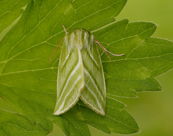 74.008 BF2422 Green Silver-lines Pseudoips prasinana