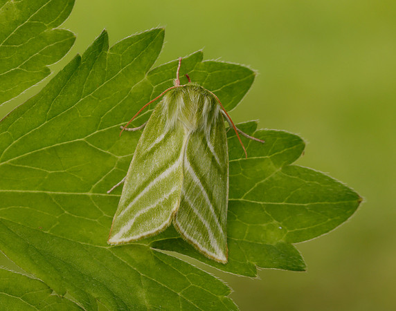 74.008 BF2422 Green Silver-lines Pseudoips prasinana