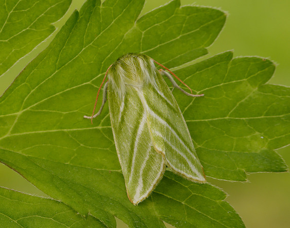 74.008 BF2422 Green Silver-lines Pseudoips prasinana