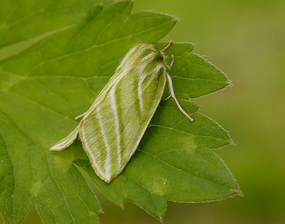 74.008 BF2422 Green Silver-lines Pseudoips prasinana