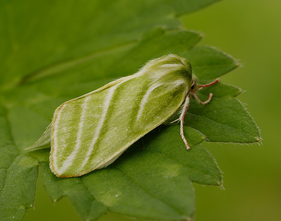 74.008 BF2422 Green Silver-lines Pseudoips prasinana