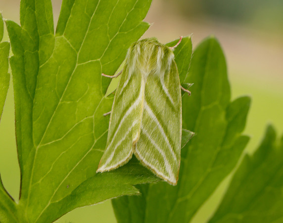 74.008 BF2422 Green Silver-lines Pseudoips prasinana