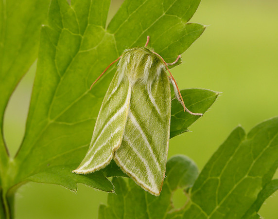 74.008 BF2422 Green Silver-lines Pseudoips prasinana