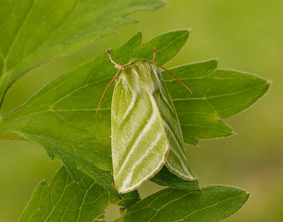 74.008 BF2422 Green Silver-lines Pseudoips prasinana