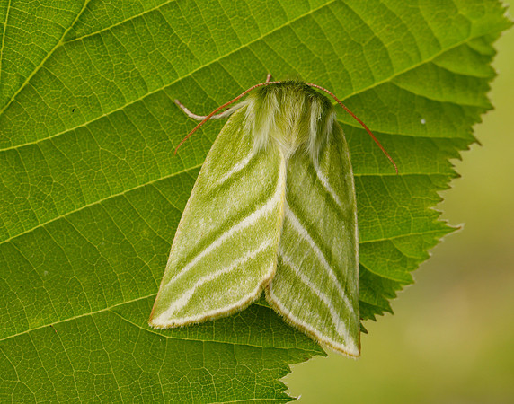 74.008 BF2422 Green Silver-lines Pseudoips prasinana
