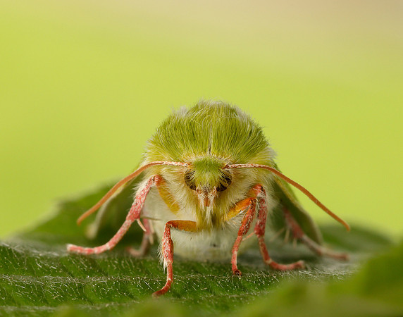 74.008 BF2422 Green Silver-lines Pseudoips prasinana