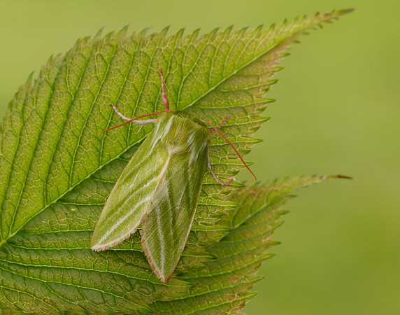 74.008 BF2422 Green Silver-lines Pseudoips prasinana
