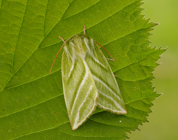 74.008 BF2422 Green Silver-lines Pseudoips prasinana