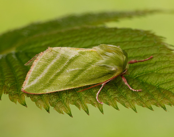 74.008 BF2422 Green Silver-lines Pseudoips prasinana