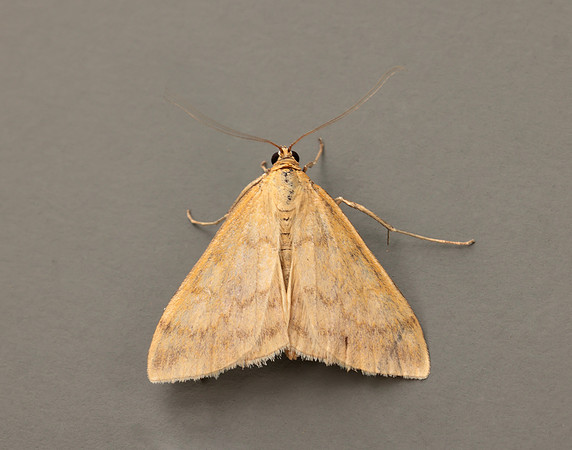 63.015 BF1371 Sitochroa verticalis