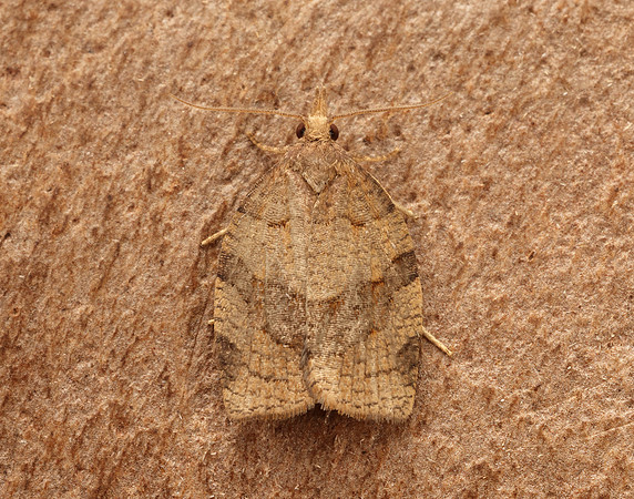 49.027 BF973 Pandemis dumetana