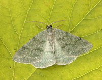 70.297 BF1665 Grass Emerald Pseudoterpna pruinata