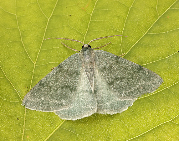 70.297 BF1665 Grass Emerald Pseudoterpna pruinata