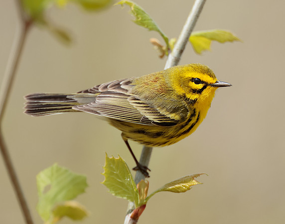 Prairie Warbler Setophaga discolor