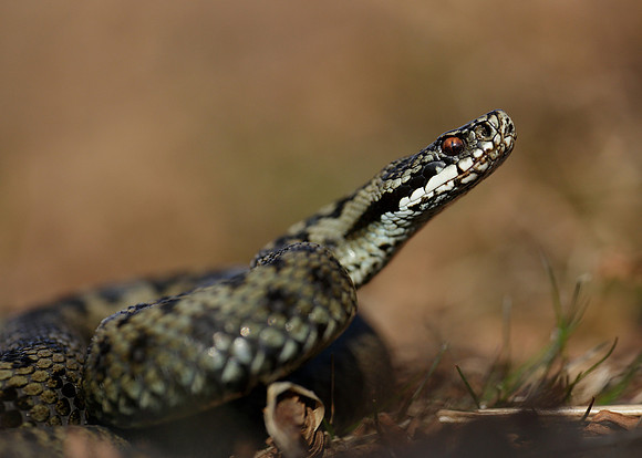Adder Vipera berus
