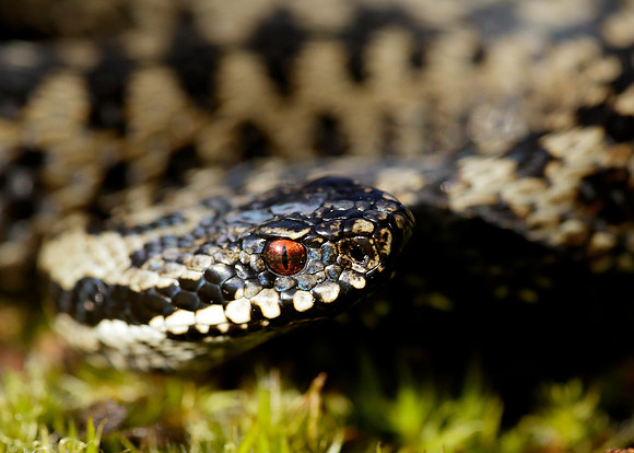 Adder Vipera berus