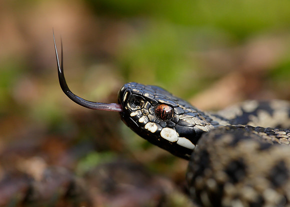 Adder Vipera berus