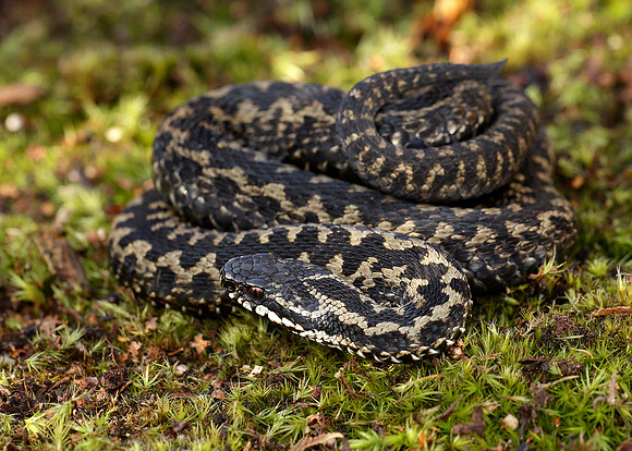 Adder Vipera berus
