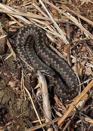 Adder Vipera berus