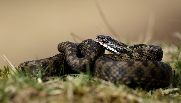 Adder Vipera berus