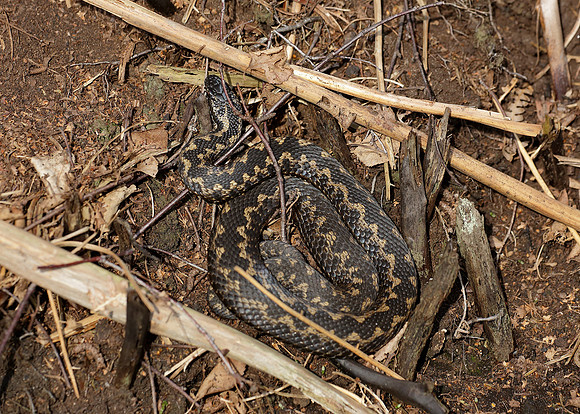 Adder Vipera berus