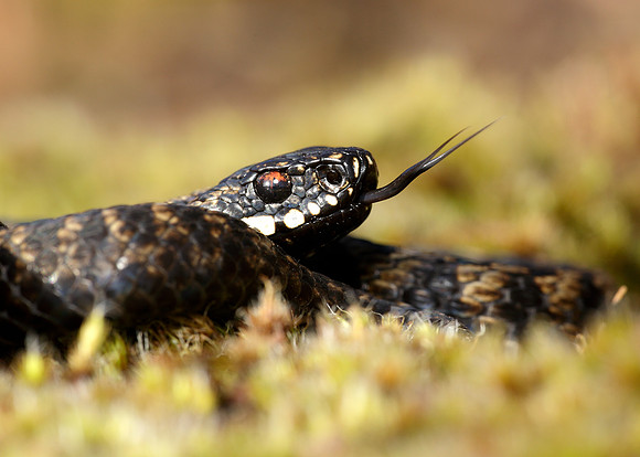 Adder Vipera berus