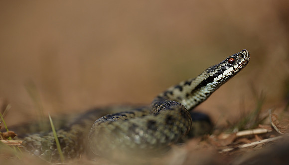 Adder Vipera berus