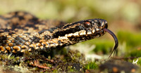 Adder Vipera berus