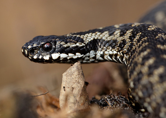 Adder Vipera berus