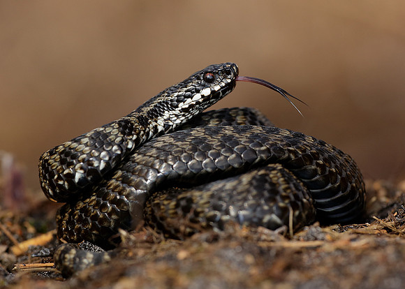 Adder Vipera berus