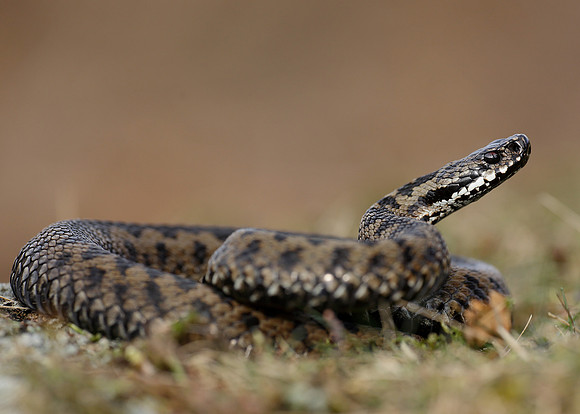 Adder Vipera berus