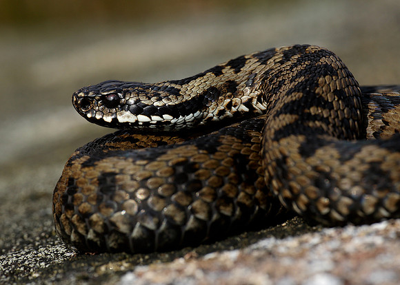 Adder Vipera berus