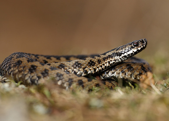 Adder Vipera berus